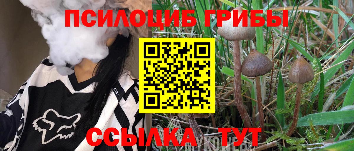 Курчалой  Галлюциногенные грибы мухоморы  Вход с VPN  Галлюциногенные грибы Psilocybe 