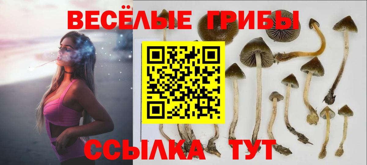 Псилоцибиновые грибы Cubensis Курчалой